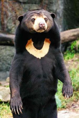 Медведь Бируанг