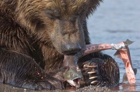 Бурый медведь где обитает в России