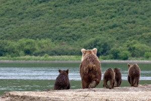Бурый медведь с потомством