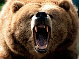 Медведь Гризли в гневе