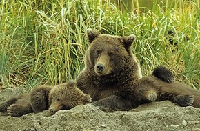 Медведь Гризли с потомством