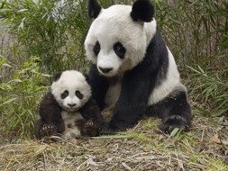 Большая Панда с потомством