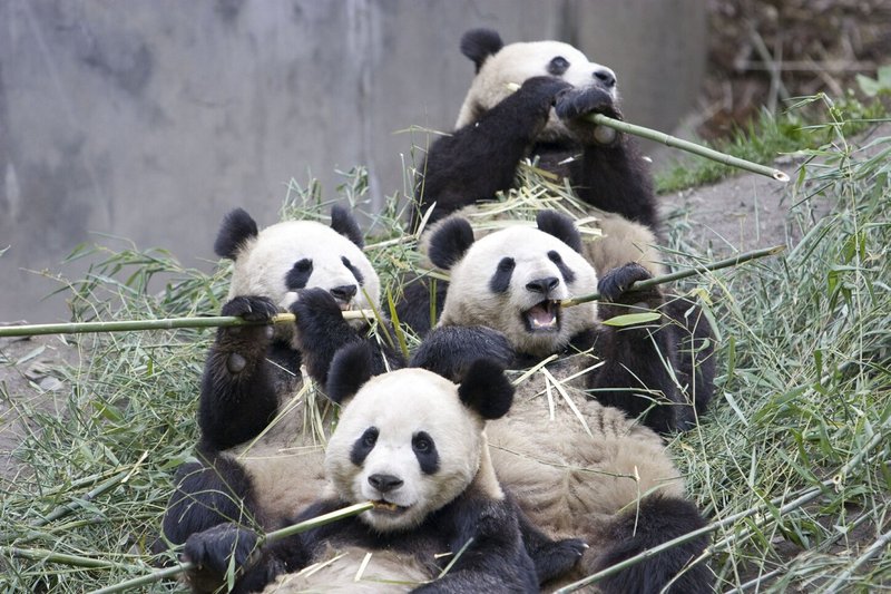 Панда в зоопарке
